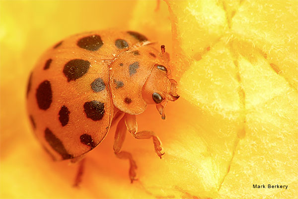 A Golden Meal 3 by Mark Berkery